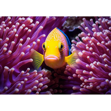 Canvas of Tropical Fish